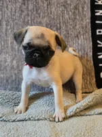 Rosy, a female Pug for sale in Port Charlotte, FL – 6 of 8
