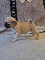 Rosy, a female Pug for sale in Port Charlotte, FL – 7 of 8