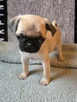 Rosy, a female Pug for sale in Port Charlotte, FL – 4 of 8