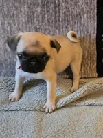Rosy, a female Pug for sale in Port Charlotte, FL – 2 of 8