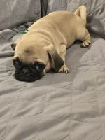 Lenny, a male Pug for sale in Port Charlotte, FL – 7 of 10