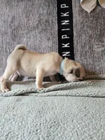 Baxter, a male Pug for sale in Port Charlotte, FL – Photo 6 of 6