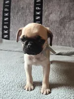 Baxter, a male Pug for sale in Port Charlotte, FL – Photo 1 of 6