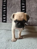 Baxter, a male Pug for sale in Port Charlotte, FL – Photo 2 of 6
