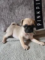 Baxter, a male Pug for sale in Port Charlotte, FL – Photo 5 of 6