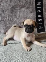 Baxter, a male Pug for sale in Port Charlotte, FL – Photo 4 of 6