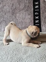 Baxter, a male Pug for sale in Port Charlotte, FL – Photo 3 of 6