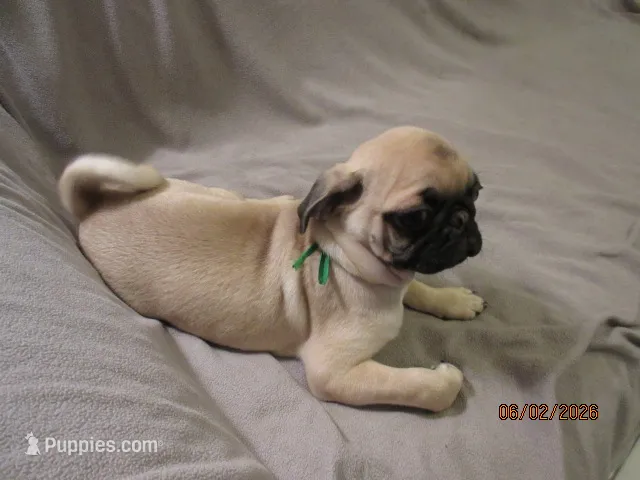 Lenny – Pug puppy for sale in Port Charlotte, FL