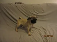 Clyde, a male Pug for sale in Port Charlotte, FL – 10 of 10