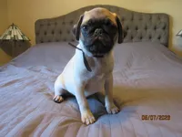 Tucker, a male Pug for sale in Port Charlotte, FL – 9 of 9