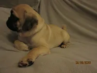 Lenny, a male Pug for sale in Port Charlotte, FL – 5 of 10