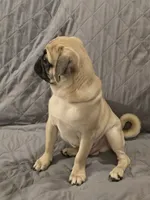 Lenny, a male Pug for sale in Port Charlotte, FL – 9 of 10