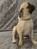 Lenny, a male Pug for sale in Port Charlotte, FL – 2 of 10