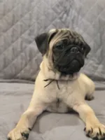 Clyde, a male Pug for sale in Port Charlotte, FL – 5 of 5