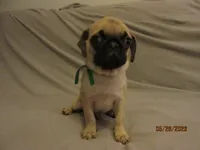 Lenny, a male Pug for sale in Port Charlotte, FL – 9 of 10