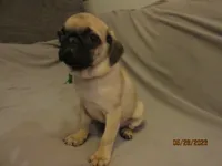Lenny, a male Pug for sale in Port Charlotte, FL – 6 of 10