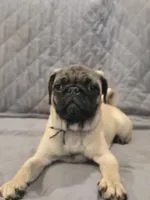 Clyde, a male Pug for sale in Port Charlotte, FL – 2 of 5