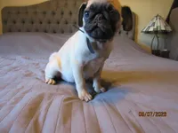 Tucker, a male Pug for sale in Port Charlotte, FL – 3 of 9