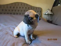 Tucker, a male Pug for sale in Port Charlotte, FL – 4 of 9