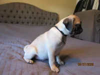 Tucker, a male Pug for sale in Port Charlotte, FL – 7 of 9