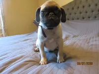 Tucker, a male Pug for sale in Port Charlotte, FL – 8 of 9