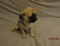 Lenny, a male Pug for sale in Port Charlotte, FL – 4 of 10