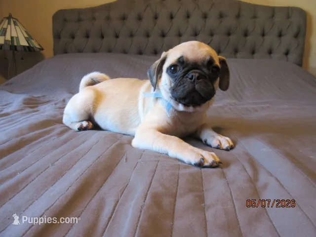 Baxter – Pug puppy for sale in Port Charlotte, FL