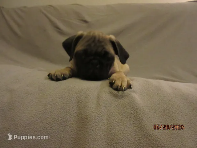 Clyde – Pug puppy for sale in Port Charlotte, FL