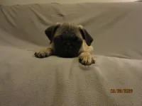 Clyde, a male Pug for sale in Port Charlotte, FL – 1 of 10