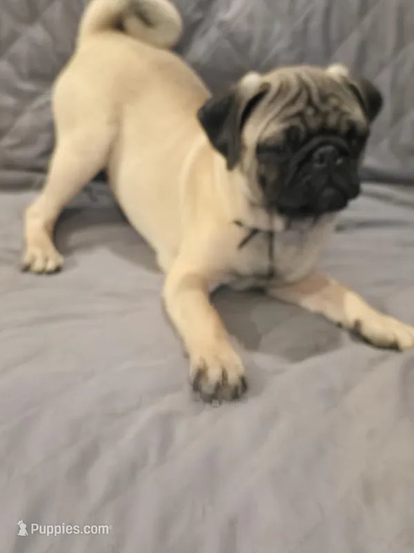 Clyde – Pug puppy for sale in Port Charlotte, FL