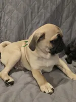 Lenny, a male Pug for sale in Port Charlotte, FL – 3 of 10