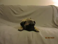 Clyde, a male Pug for sale in Port Charlotte, FL – 2 of 10
