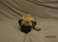 Lenny, a male Pug for sale in Port Charlotte, FL – 8 of 10