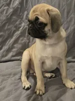 Lenny, a male Pug for sale in Port Charlotte, FL – 6 of 10
