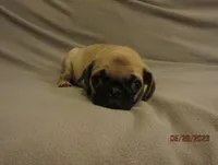Lenny, a male Pug for sale in Port Charlotte, FL – 7 of 10