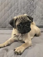 Clyde, a male Pug for sale in Port Charlotte, FL – 4 of 5