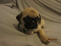 Lenny, a male Pug for sale in Port Charlotte, FL – 10 of 10