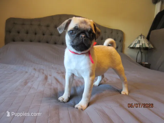 Rosy – Pug puppy for sale in Port Charlotte, FL