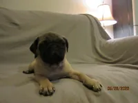 Clyde, a male Pug for sale in Port Charlotte, FL – 4 of 10