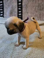 Star, a female Pug for sale in Port Charlotte, FL – 4 of 7