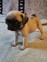 Star, a female Pug for sale in Port Charlotte, FL – 2 of 7