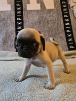 Star, a female Pug for sale in Port Charlotte, FL – 7 of 7