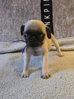 Star, a female Pug for sale in Port Charlotte, FL – 3 of 7