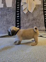 Star, a female Pug for sale in Port Charlotte, FL – 6 of 7
