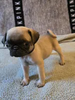 Star, a female Pug for sale in Port Charlotte, FL – 5 of 7