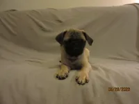Clyde, a male Pug for sale in Port Charlotte, FL – 6 of 10