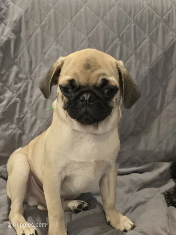 Lenny – Pug puppy for sale in Port Charlotte, FL