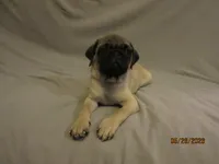 Clyde, a male Pug for sale in Port Charlotte, FL – 3 of 10
