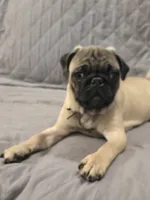 Clyde, a male Pug for sale in Port Charlotte, FL – 3 of 5