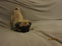 Lenny, a male Pug for sale in Port Charlotte, FL – 2 of 10